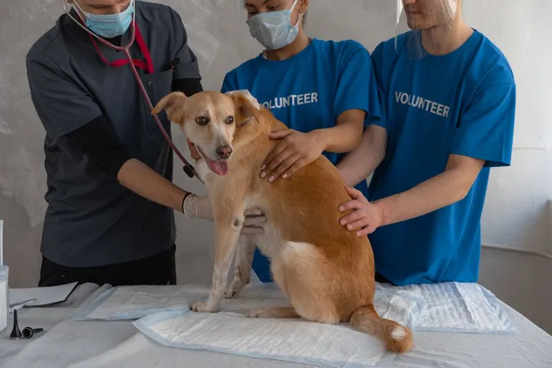 Centro Veterinário POPULAR Vila Teixeira - sobre nós